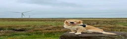 Golden Retriever dogs for sale: Golden Retriever - Seeking an Experienced Home - Advert 5