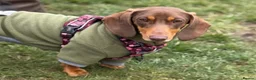 Dachshund dogs for sale: Alma 2 Year Old Spayed Female - Advert 8