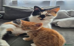 European cats for sale: Cute ginger kitten BOY for sale - Image 4