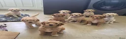 Labradoodle dogs for sale: Standard Multigeneration Labradoodle Backcross - Advert 12