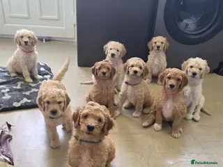 Labradoodle dogs Standard Multigeneration Labradoodle Backcross - Advert 4