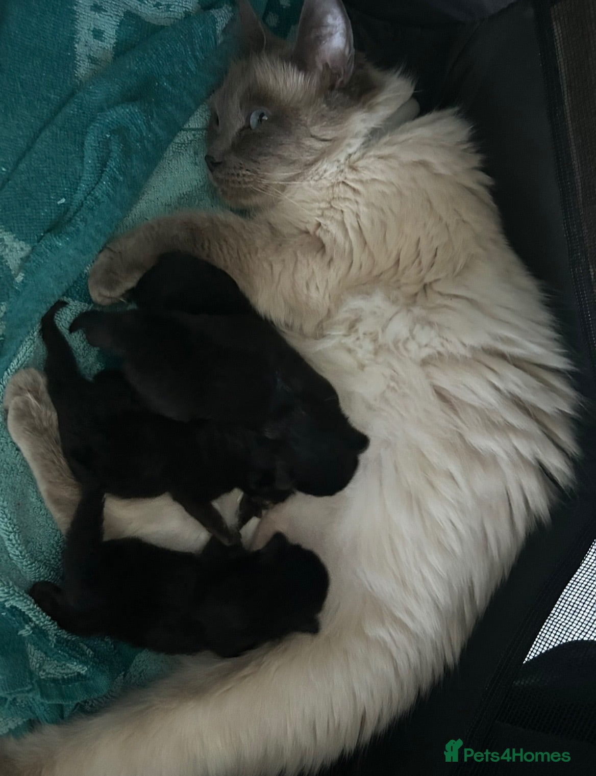Mixed Breed cats Ragdoll x kittens  - Advert 1