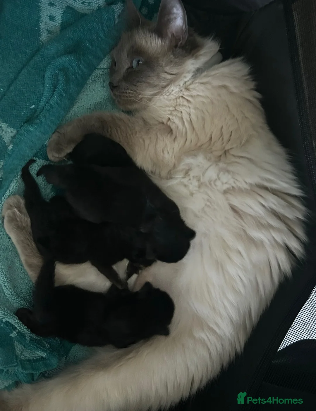 Mixed Breed cats for sale: Ragdoll x kittens  in Cardigan - Advert 1