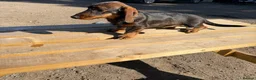 Dachshund dogs for sale: 2  teckle puppy for sale 1 male and one female - Advert 4