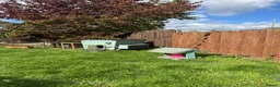 Chickens poultry for sale: 🐔 COMPLETE CHICKEN FLOCK & SETUP FOR SALE 🐔 - Advert 2