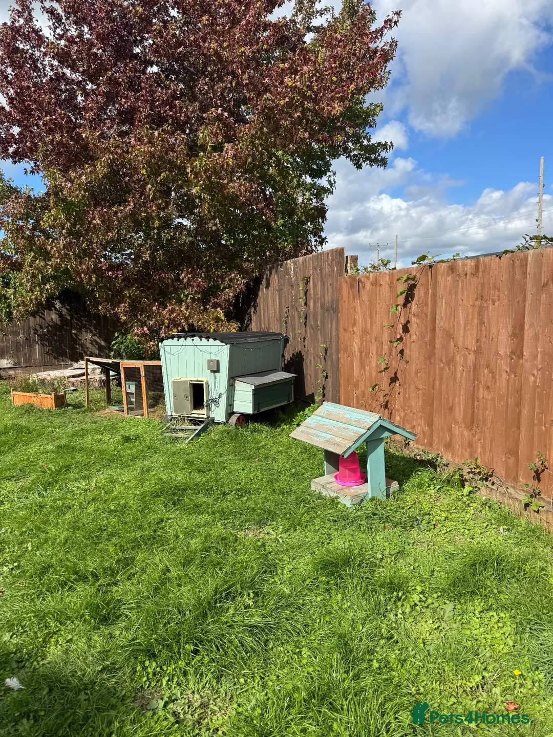 Chickens poultry for sale: 🐔 COMPLETE CHICKEN FLOCK & SETUP FOR SALE 🐔 - Advert 2