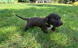 Portuguese Water Dog dogs for sale: Portuguese Water Dog puppies for sale in Oakham - Image 4