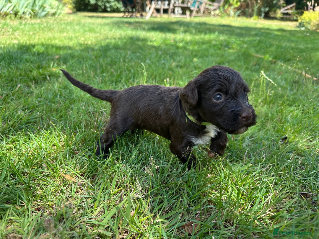 Portuguese Water Dog dogs for sale: Portuguese Water Dog puppies for sale in Oakham - Image 4