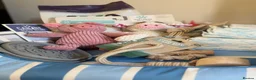 French Bulldog dogs for sale: Health Clear KC Registered French Bulldog Puppies - Advert 19