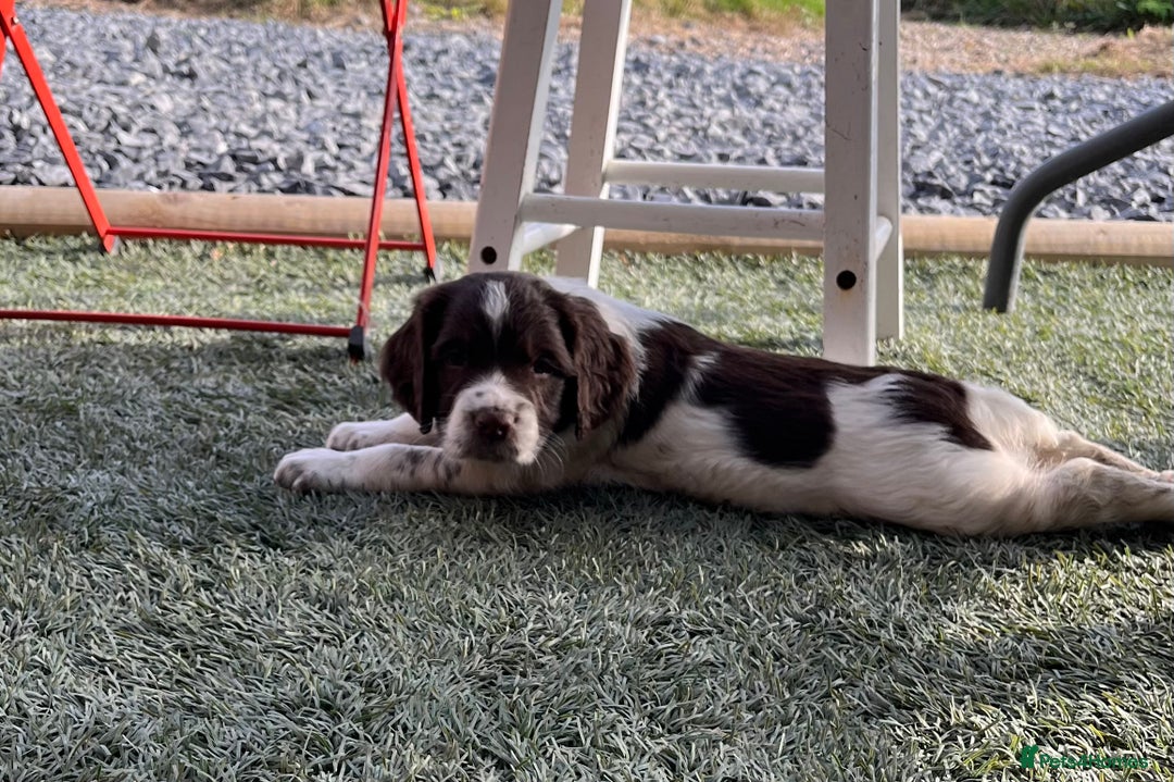 English Springer Spaniel dogs for sale: Health Tested & Part Trained - Image 11