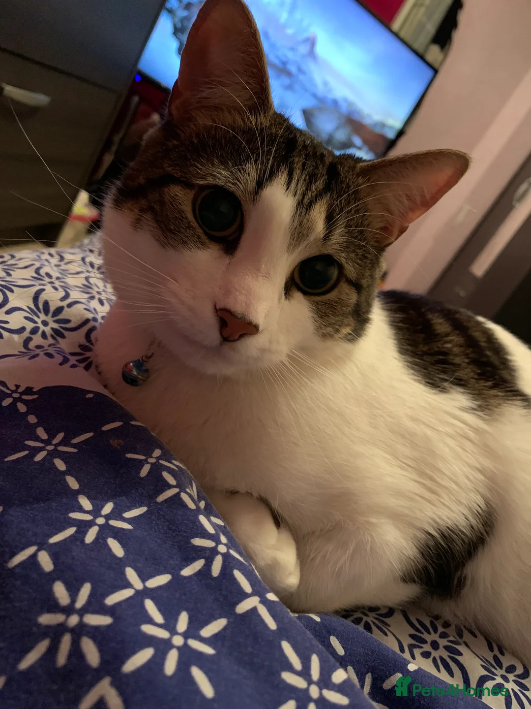 Domestic Shorthair cats for sale: Male domestic shorthair tabby cat  - Advert 1