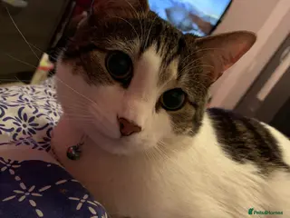 Domestic Shorthair cats Male domestic shorthair tabby cat - Advert 12