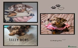 Miniature Dachshund dogs for sale: Miniature Dachshund 1 female left  - Image 20