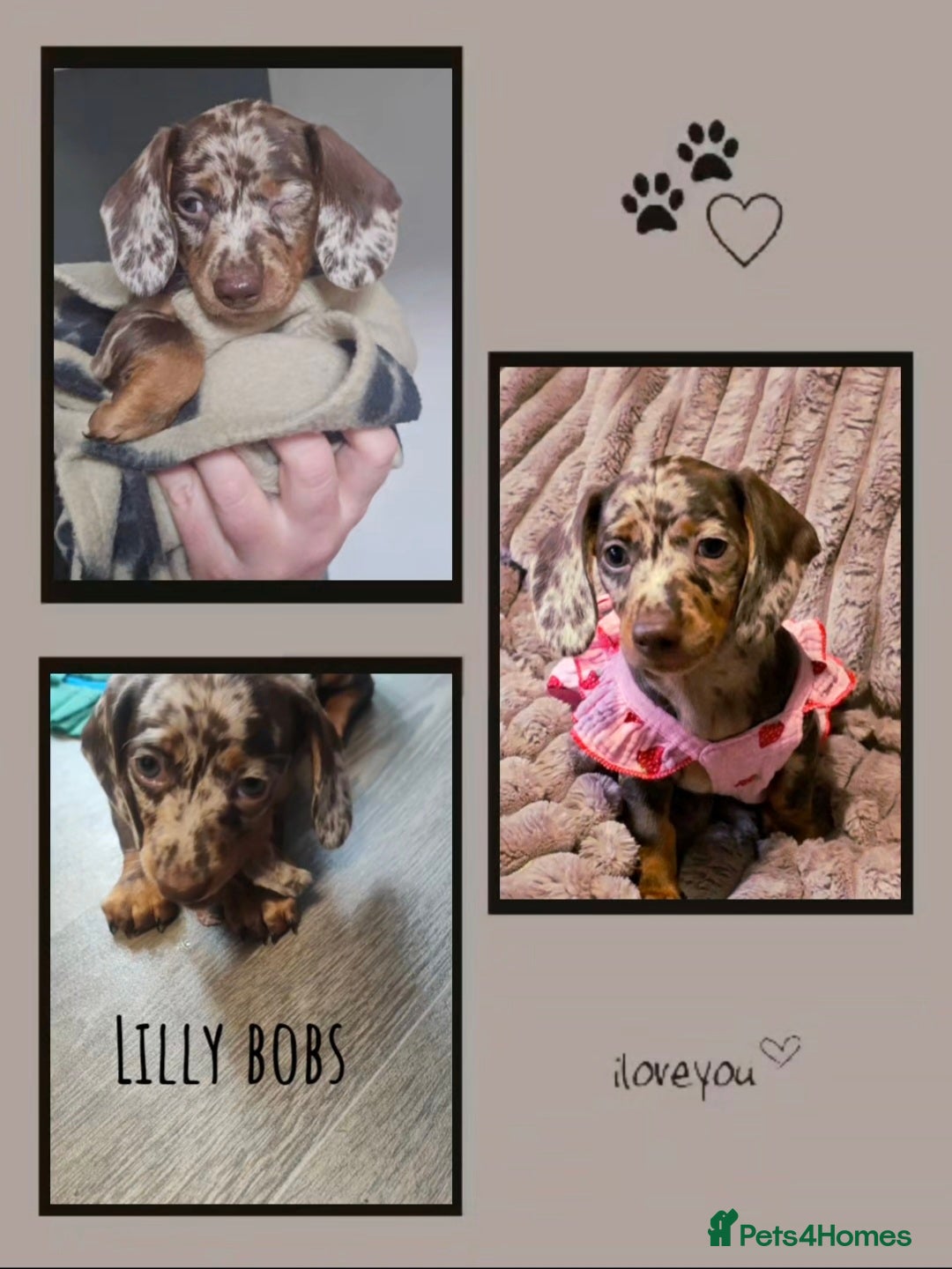 Miniature Dachshund dogs for sale: Miniature Dachshund 1 female left  - Image 20