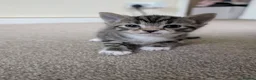 Mixed Breed cats for sale: 3 lovely playful friendly kittens  in Chichester - Advert 10