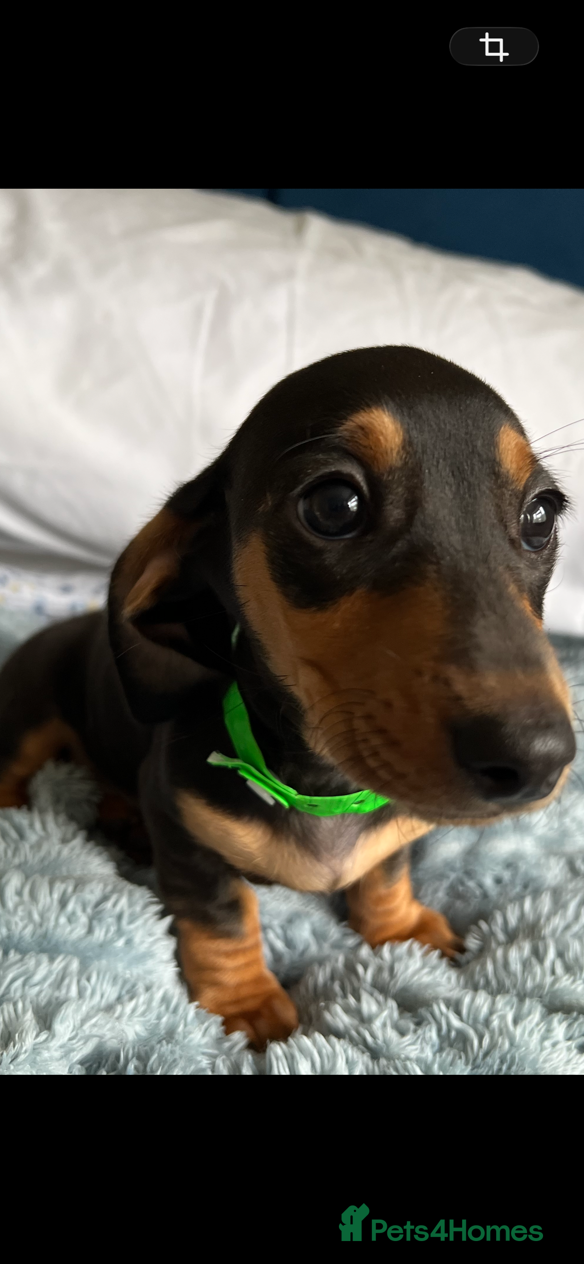 Dachshund dogs Home Reared Miniature Dachsund Puppies - Advert 2