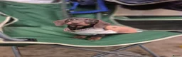Miniature Dachshund dogs for sale: Unforseen Rehoming  - Advert 5