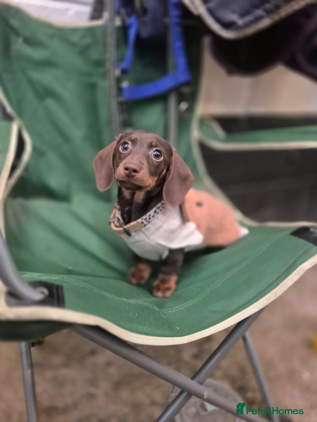 Miniature Dachshund dogs for sale: Unforseen Rehoming  - Advert 5
