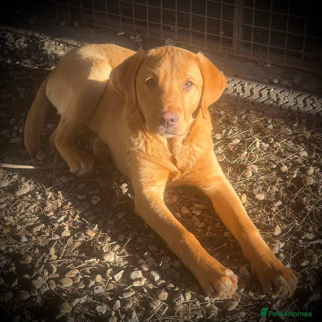 Labrador Retriever dogs for sale: Roger the Fox Red Lab - Advert 20