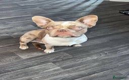 French Bulldog dogs for sale: Bruno French bulldog - Image 2