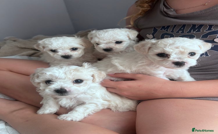 Bichon Frise dogs - Advert 9