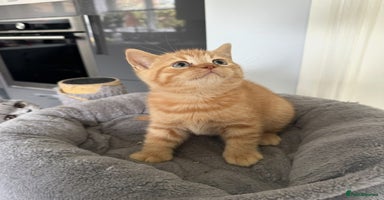 British Shorthair cats - Advert 1