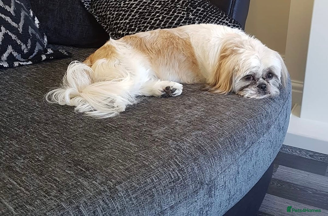 Shih Tzu dogs for sale: 3 Beautiful Shih Tzu girls left 🐶⭐️ - Advert 27