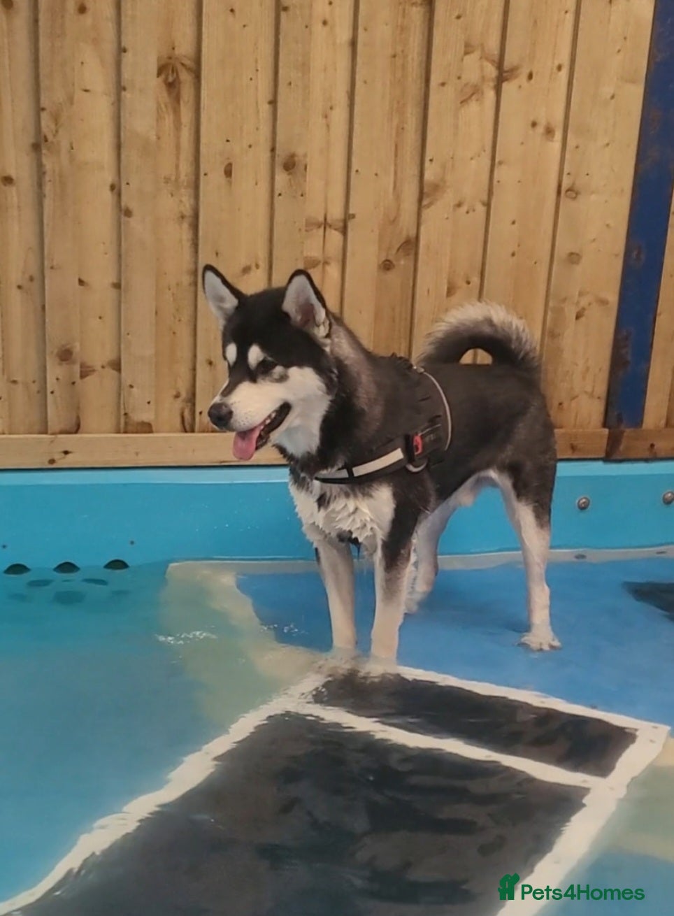 Alaskan Malamute dogs Proven Alaskan malamute for stud in Sheffield - Advert 2