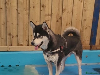 Alaskan Malamute dogs in Sheffield - Advert 3