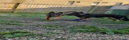 German Shepherd dogs for sale: shepinois puppies amazing litter - Advert 11