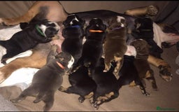 Olde English Bulldogge dogs for sale: Olde english bulldogge puppies  - Advert 5