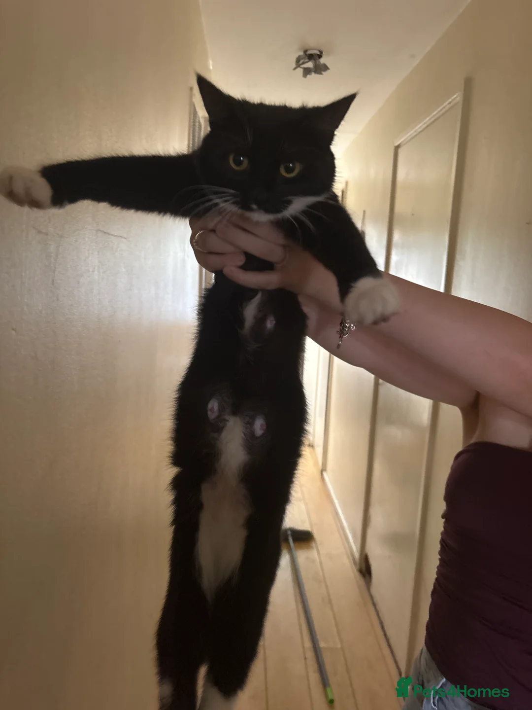 Domestic Shorthair cats for sale: 3 kittens and a mother for sale in Bilston - Advert 2
