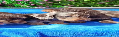 Miniature Dachshund 1