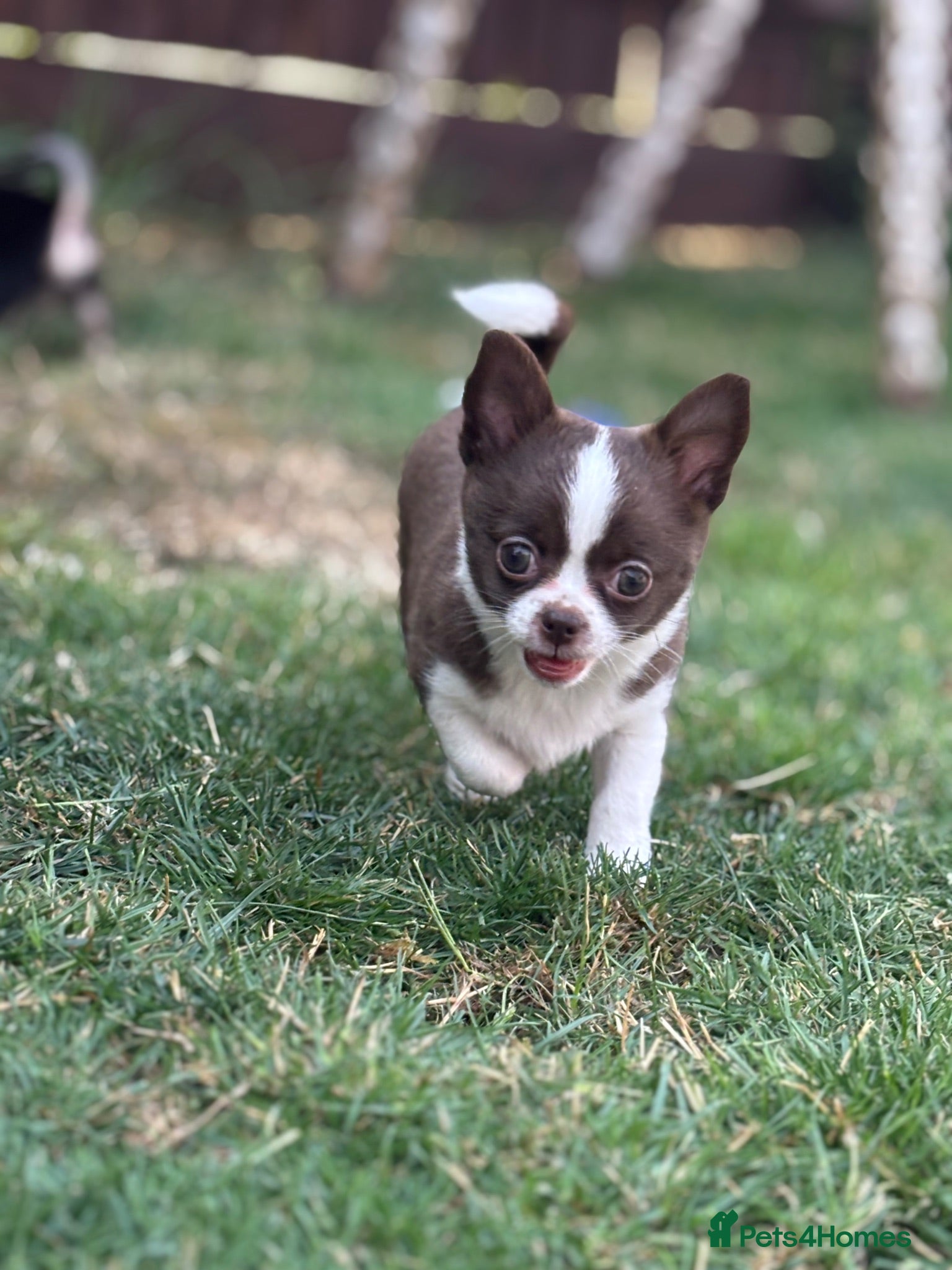 Chihuahua dogs Apple Head Chihuahua Puppies ready to leave  - Advert 5