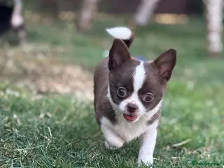 Chihuahua dogs Apple Head Chihuahua Puppies ready to leave - Advert 5