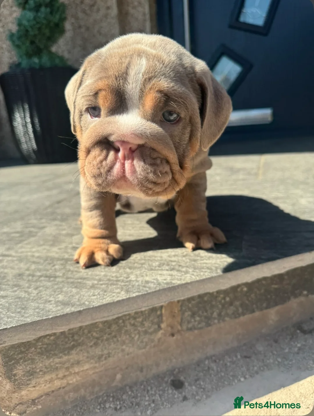English Bulldog dogs for sale: English bulldogs  in Mansfield - Advert 1