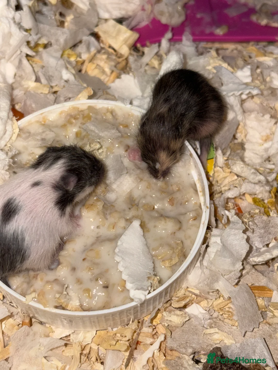 Hamster rodents for sale: Baby hamsters for sale - Advert 15