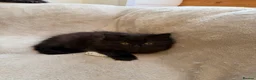 Mixed Breed cats for sale: Kittens for good homes - Advert 8