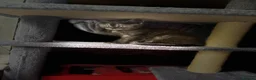 Scottish Fold cats for sale: 🐾Last Boy looking for his new lovely home - Advert 12