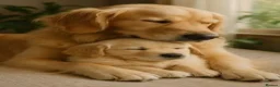 Golden Retriever dogs for sale: Cream Golden Retriever Puppys - Advert 1