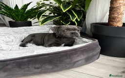 Staffordshire Bull Terrier dogs for sale: 🔷 Pharaon Champion Line Pups 🔷 in Wolverhampton - Image 12