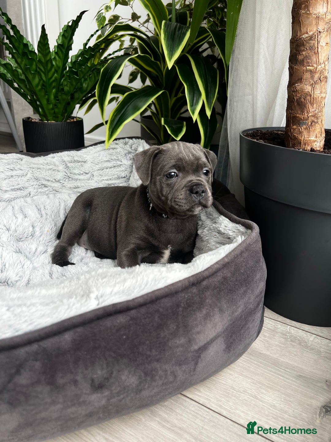 Staffordshire Bull Terrier dogs for sale: 🔷 Pharaon Champion Line Pups 🔷 in Wolverhampton - Image 12