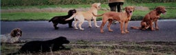 Labrador Retriever dogs for stud: Dark Fox Red Labrador in Mablethorpe - Advert 6