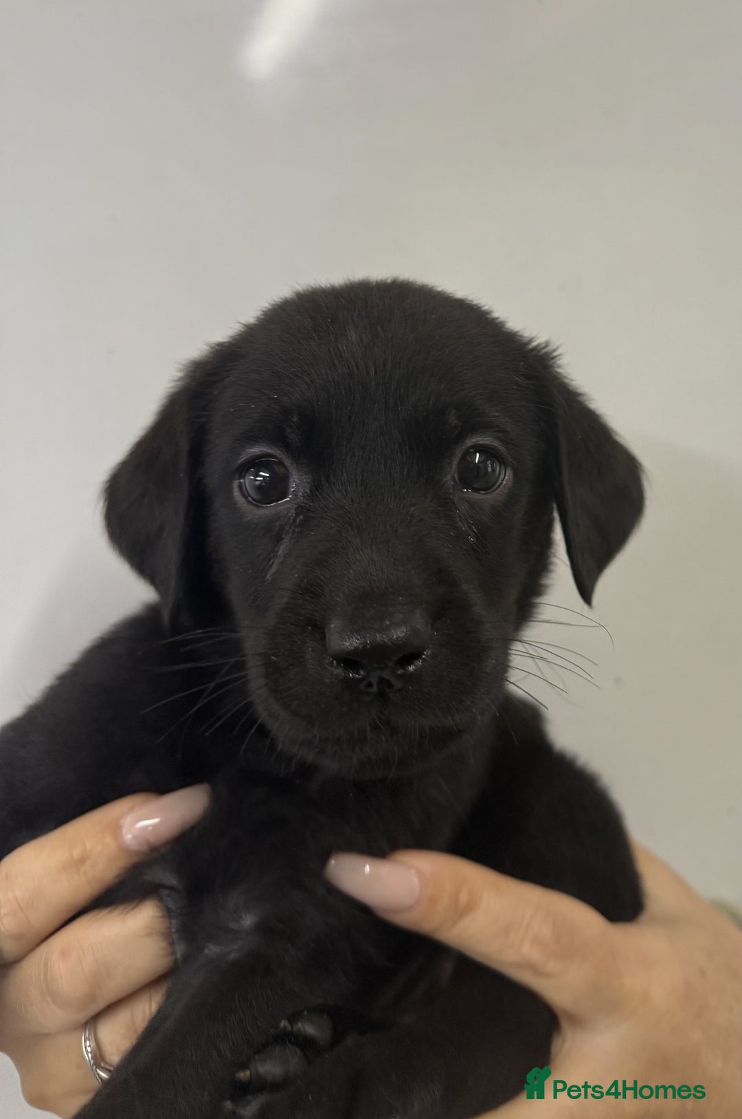 Labrador Retriever dogs for sale: Labrador Puppies For Sale - Advert 4