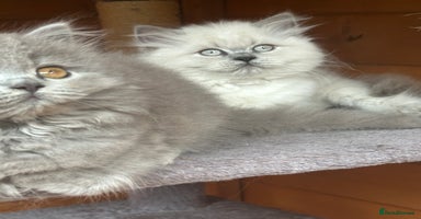 British Shorthair cats - Advert 13