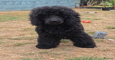 Miniature Poodle dogs in Chelmsford - Advert 5