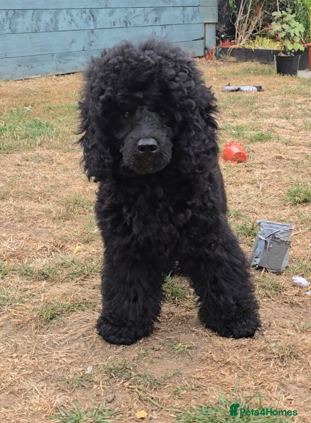 Miniature Poodle dogs for sale: 💥Last Male🤩black KC reg miniature poodle black in Chelmsford - Image 7