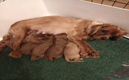 Cavapoo dogs for sale: Lovely litter of F1 Cavapoos - Advert 17