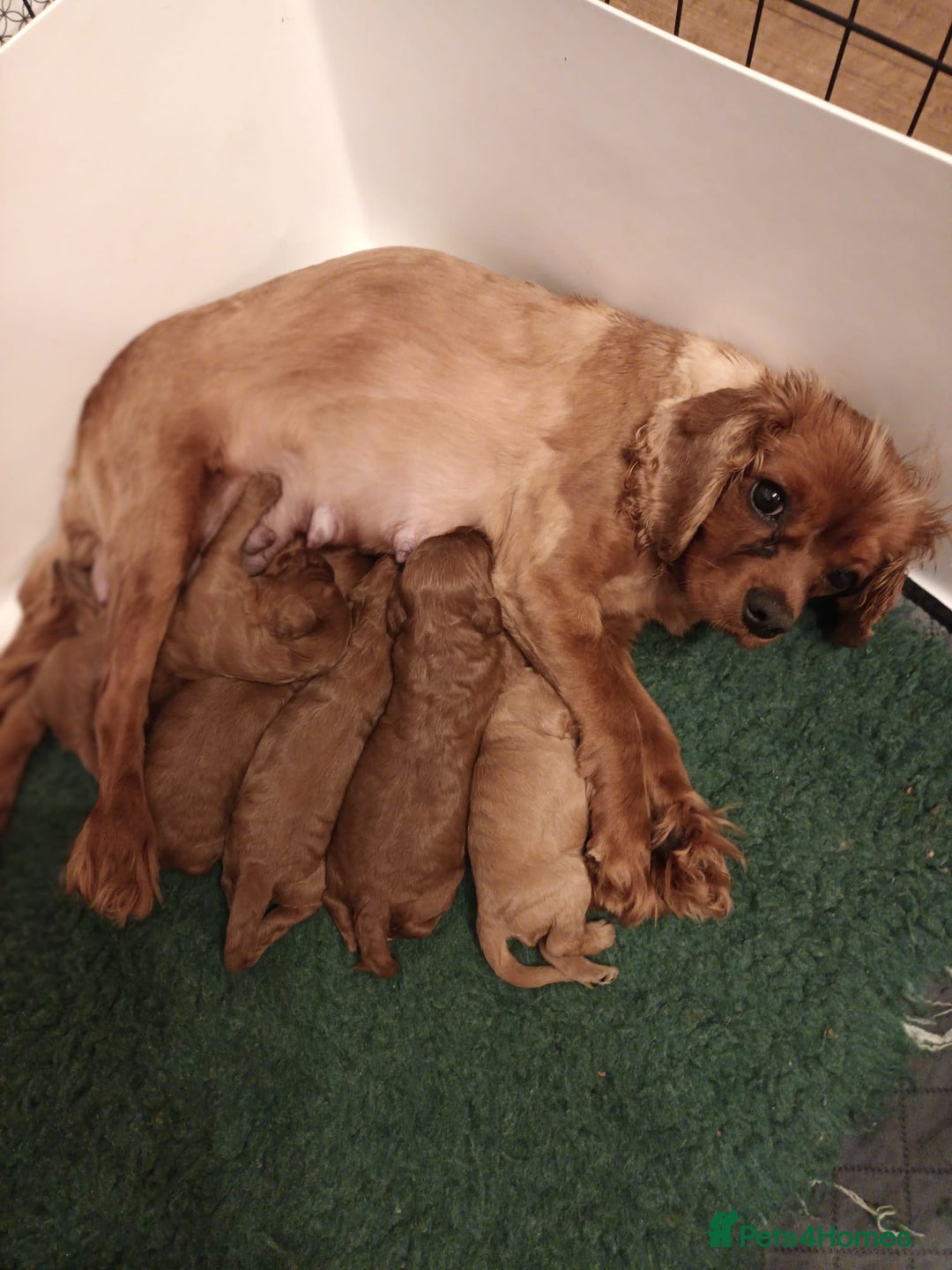 Cavapoo dogs for sale: Lovely litter of F1 Cavapoos - Advert 17