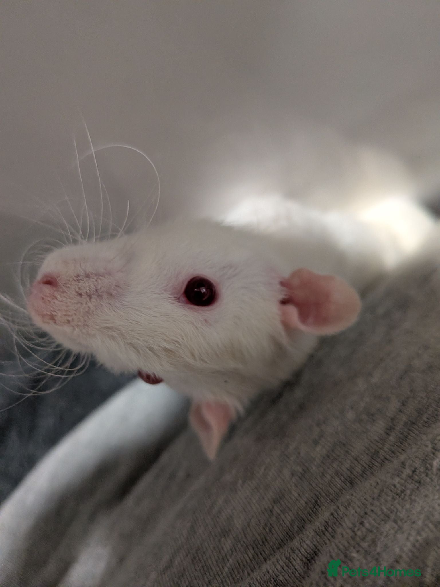 Rat rodents 4 male rats - Advert 2